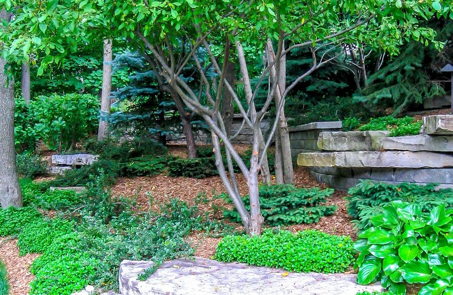 Native Plantings2